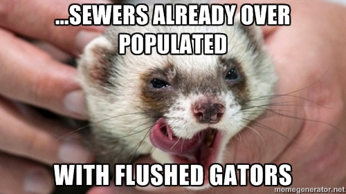FERRETBAN1