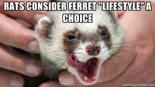 FERRETBAN2