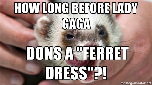 FERRETBAN9