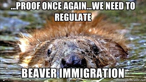 beaver8