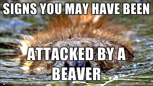 beaverattack9